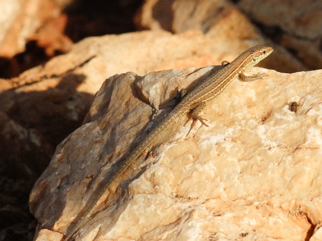 Podarcis melisellensis